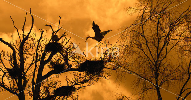 Grey Heron (Ardea cinerea)