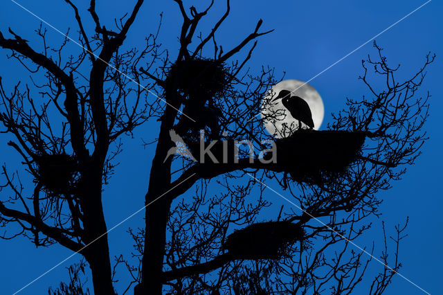 Blauwe Reiger (Ardea cinerea)