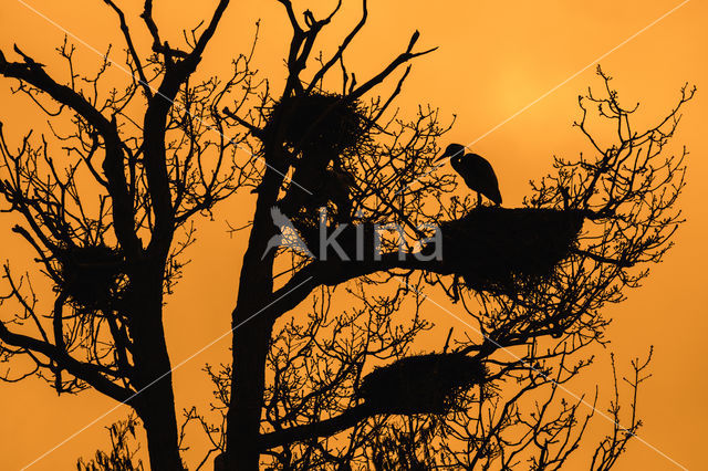 Grey Heron (Ardea cinerea)