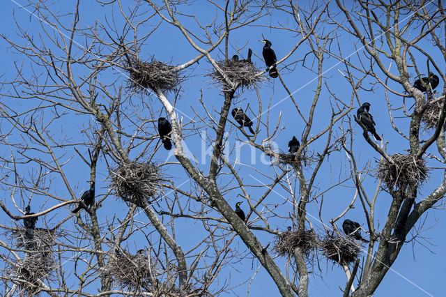 Aalscholver (Phalacrocorax carbo)