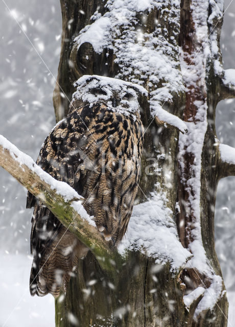 Eurasian Eagle-Owl (Bubo bubo)