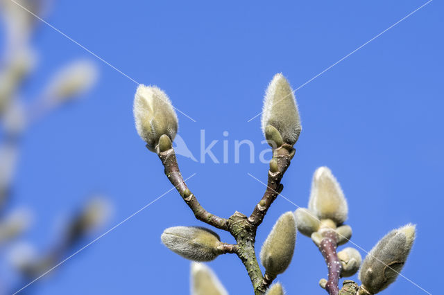 Magnolia (Magnolia spec.)