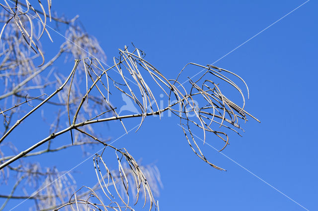 Catalpa ovata