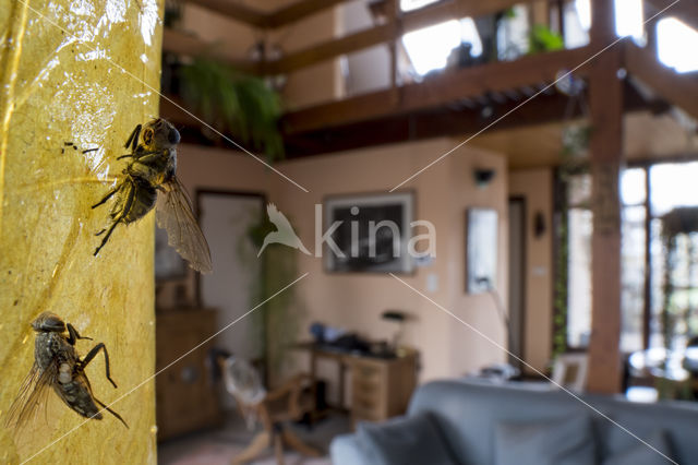 house fly (Musca domestica)