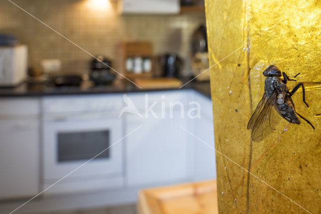 house fly (Musca domestica)