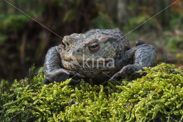 Gewone pad (Bufo bufo)