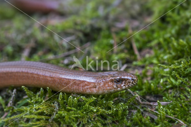 Hazelworm (Anguis fragilis)