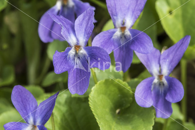 Viola sylvestris