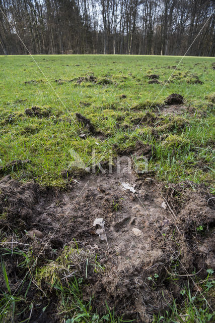 Wild Boar (Sus scrofa)