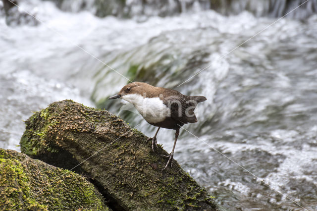 Waterspreeuw (Cinclus cinclus)