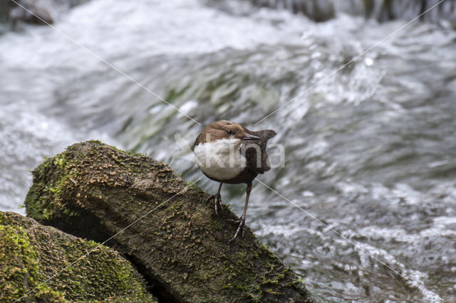 Waterspreeuw (Cinclus cinclus)