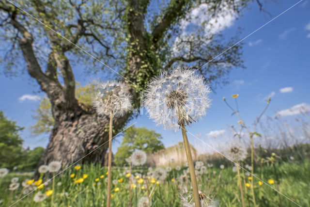 Gewone paardenbloem (Taraxacum officinale)