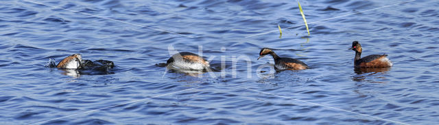 Geoorde Fuut (Podiceps nigricollis)