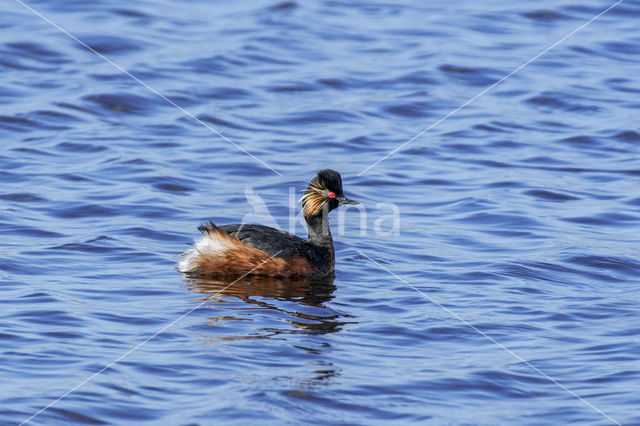 Geoorde Fuut (Podiceps nigricollis)