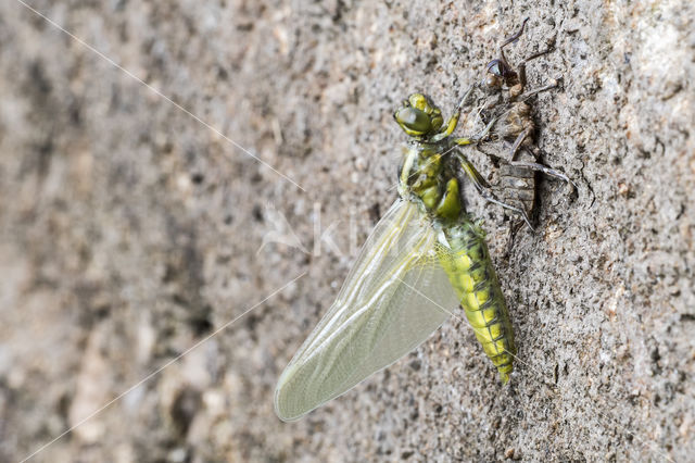 Platbuik (Libellula depressa)