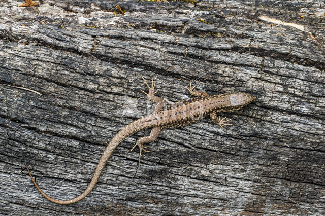 Muurhagedis (Podarcis muralis)