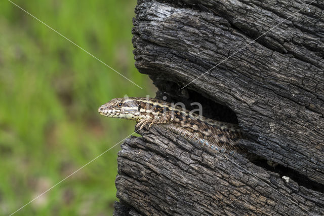 Wall Lizard (Podarcis muralis)