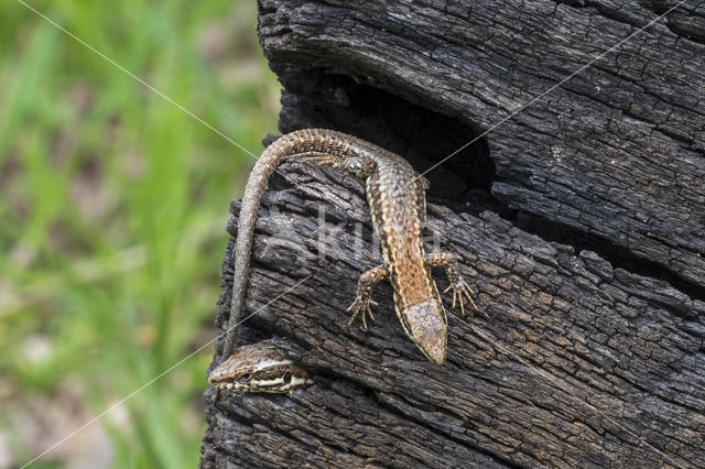 Wall Lizard (Podarcis muralis)