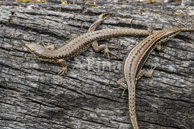 Muurhagedis (Podarcis muralis)