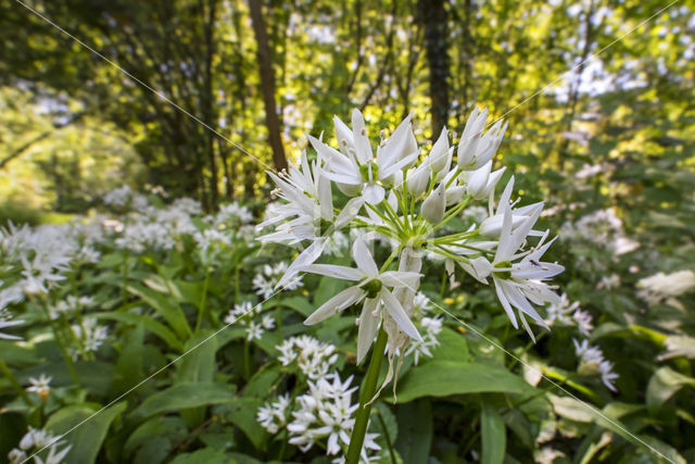 Daslook (Allium ursinum)