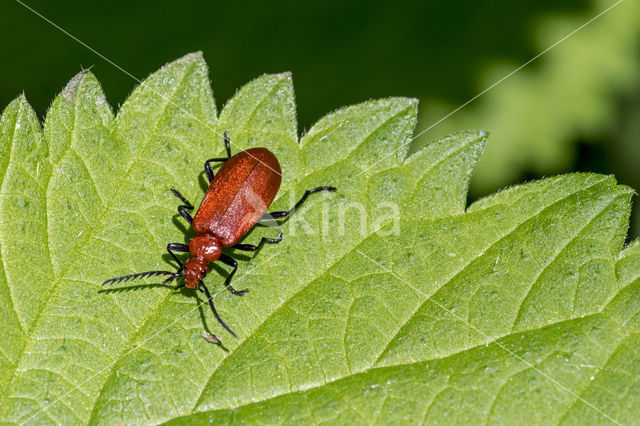 Roodkopvuurkever (Pyrochroa serraticornis)