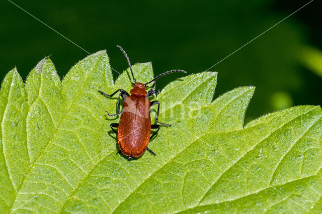 Roodkopvuurkever (Pyrochroa serraticornis)