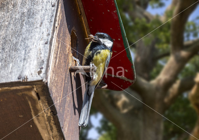 Great Tit (Parus major)