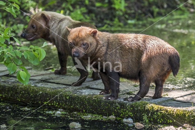 bush dog (Speothos venaticus)