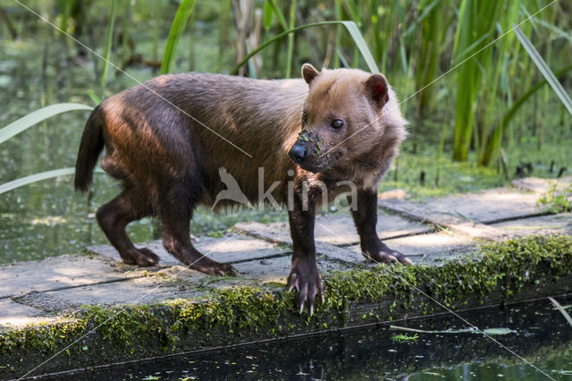 bush dog (Speothos venaticus)