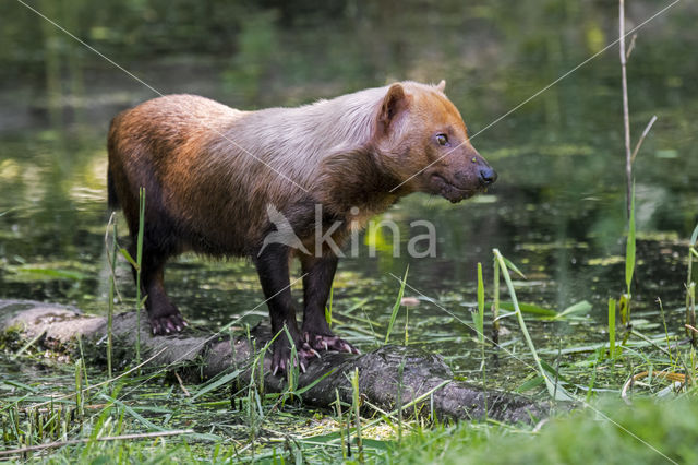 bush dog (Speothos venaticus)