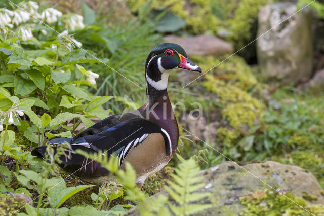 Wood duck (Aix sponsa)