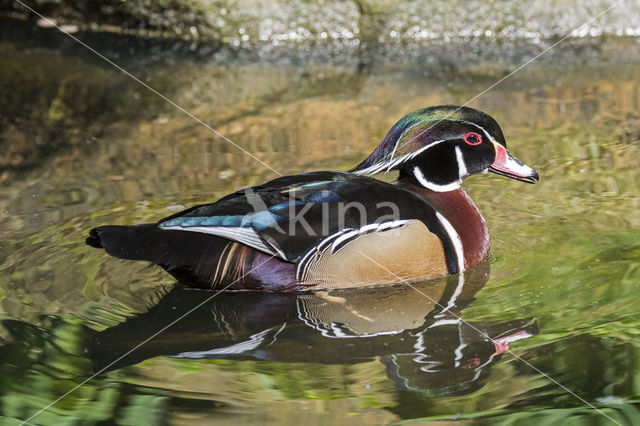 Wood duck (Aix sponsa)