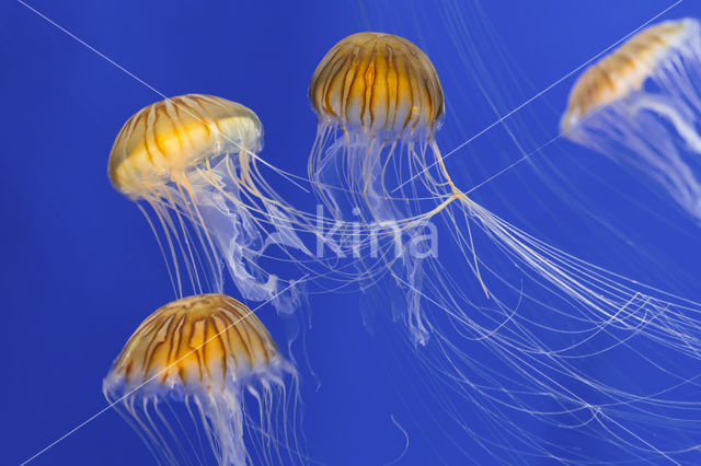 Japanese sea nettle (Chrysaora pacifica)