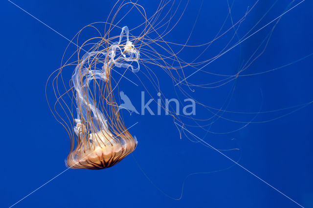 Japanese sea nettle (Chrysaora pacifica)