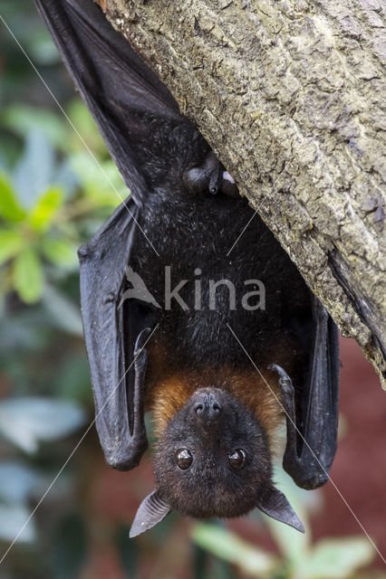 Lyle's flying fox (Pteropus lylei)