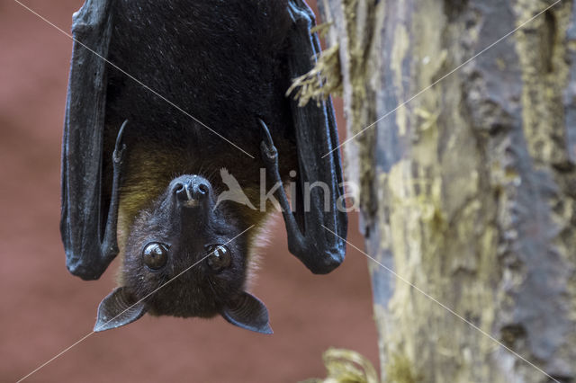 Lyle's flying fox (Pteropus lylei)