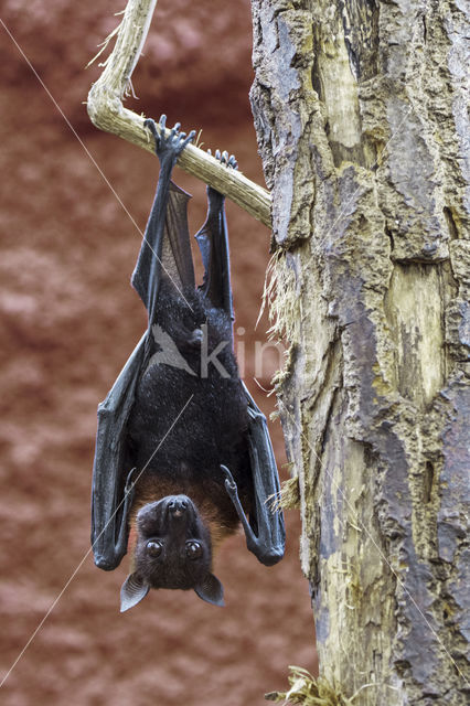 Lyle's flying fox (Pteropus lylei)