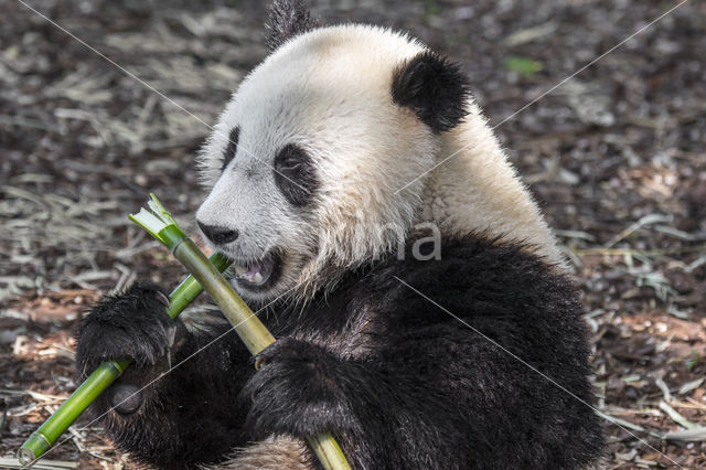 Giant Panda (Ailuropoda melanoleuca)