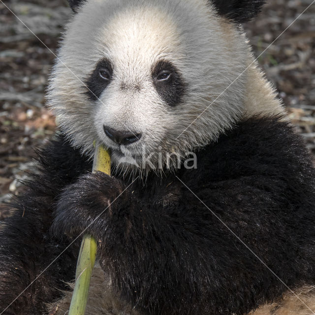 Giant Panda (Ailuropoda melanoleuca)