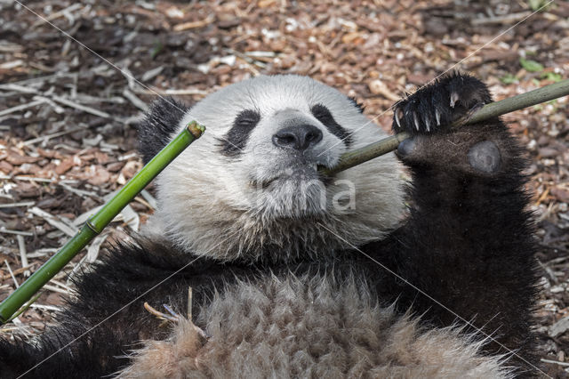 Giant Panda (Ailuropoda melanoleuca)