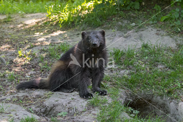 Wolverine (Gulo gulo)