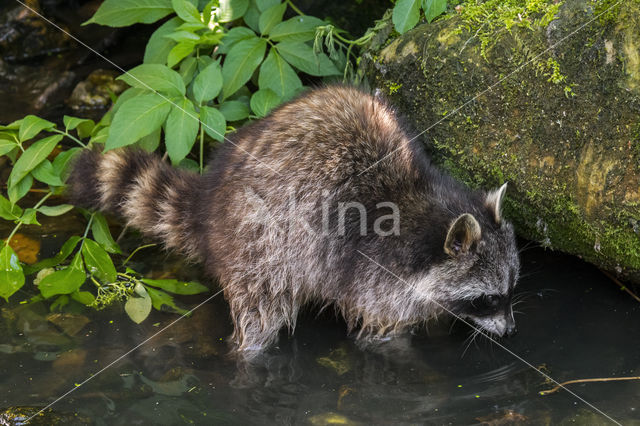 northern raccoon (Procyon lotor)