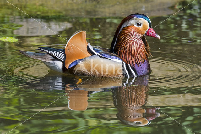 Mandarijneend (Aix galericulata)