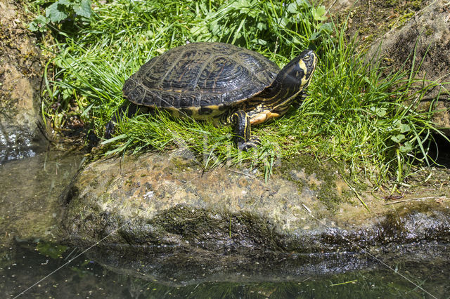 Geelbuikschildpad (Trachemys scripta scripta)