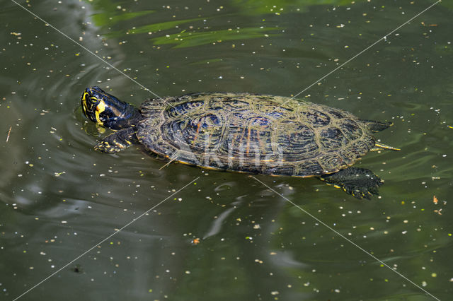 Geelbuikschildpad (Trachemys scripta scripta)