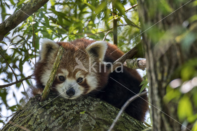 Kleine panda (Ailurus fulgens)