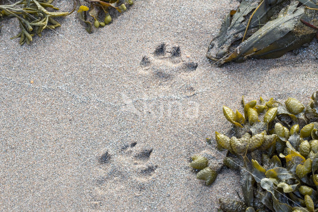 European Otter (Lutra lutra)