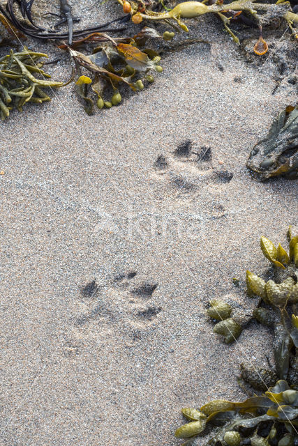 European Otter (Lutra lutra)