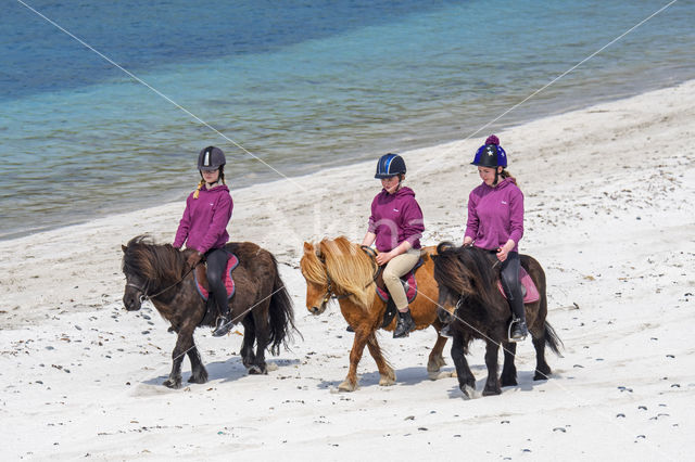 Shetland pony (Equus spp)