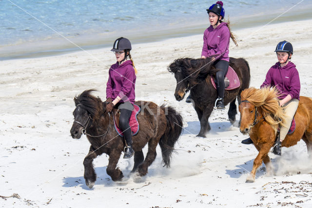 Shetland pony (Equus spp)